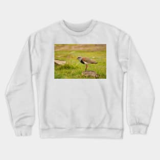 sbs lapwing Crewneck Sweatshirt